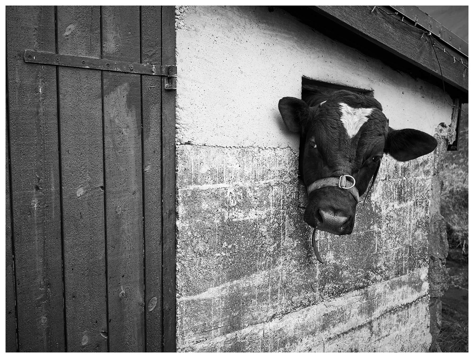 Bull in a barn